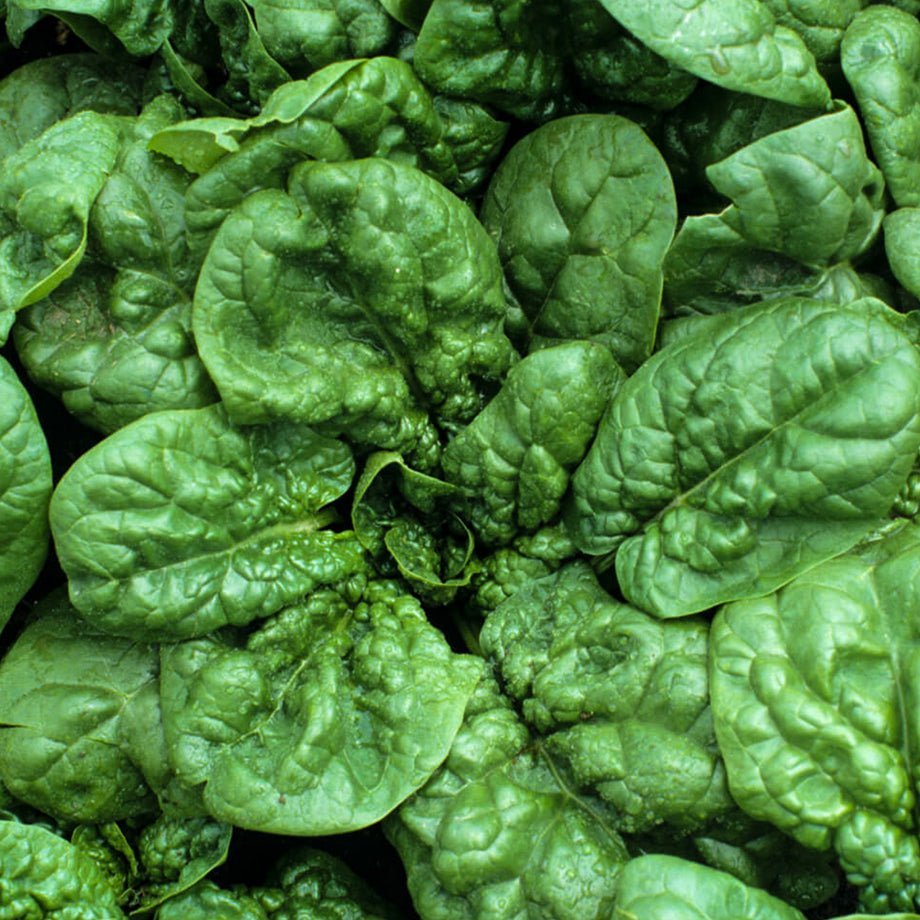 Bloomsdale Longstanding Spinach - Greta's Family Gardens