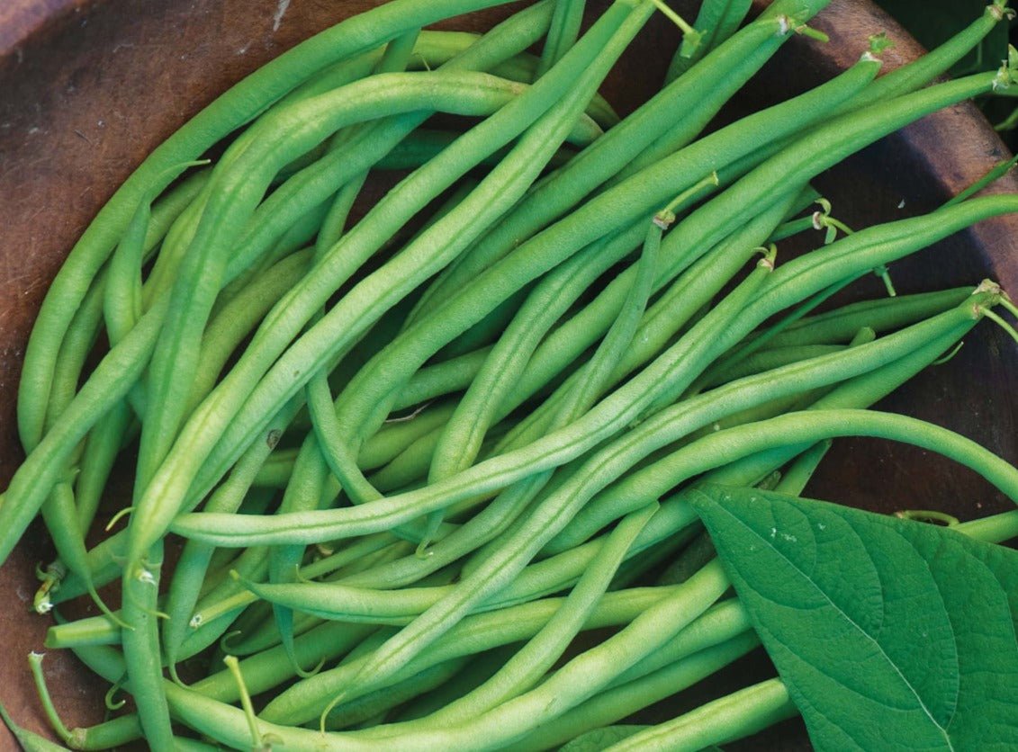 Blue Lake Pole beans - Organic - Greta's Family Gardens