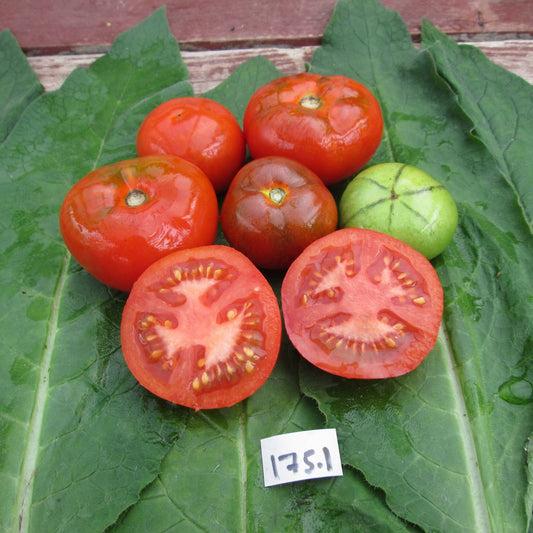 Blue Match Tomato - Organic - Greta's Family Gardens