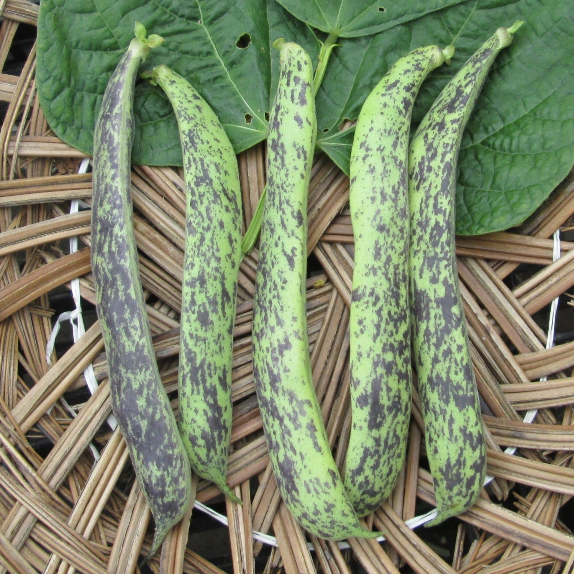 Blue Ribbon Beans - Organic - Greta's Family Gardens