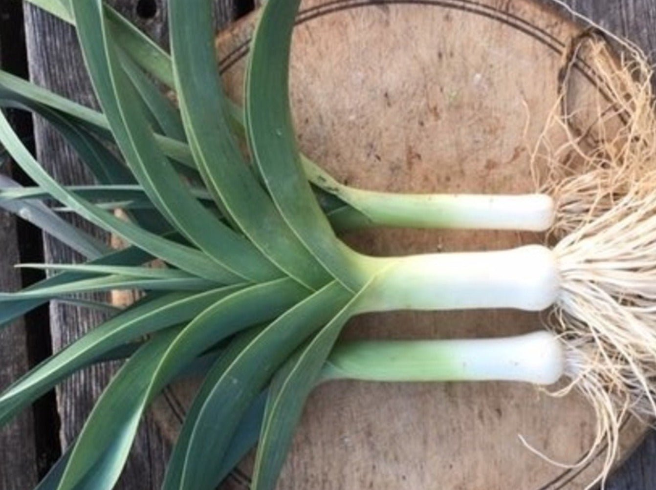 Blue Solaise Leek - Organic - Greta's Family Gardens