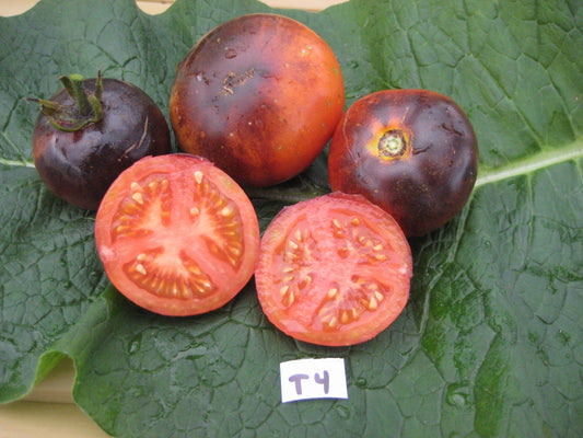 Blue Streak Tomato - Organic - Greta's Family Gardens