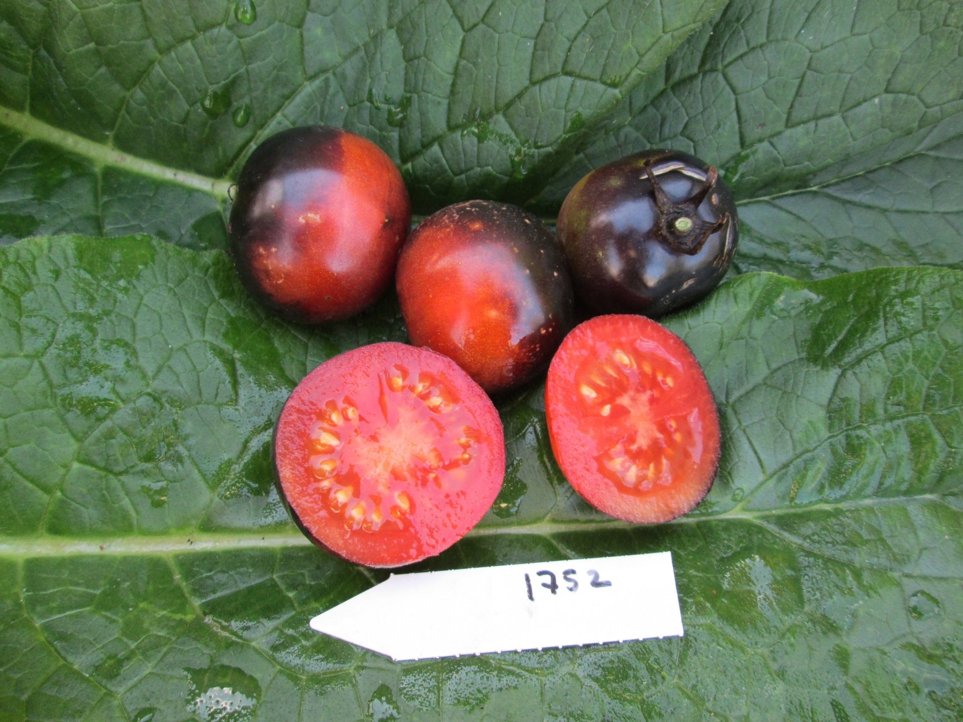 Blueberry Tomato - Organic - Greta's Family Gardens