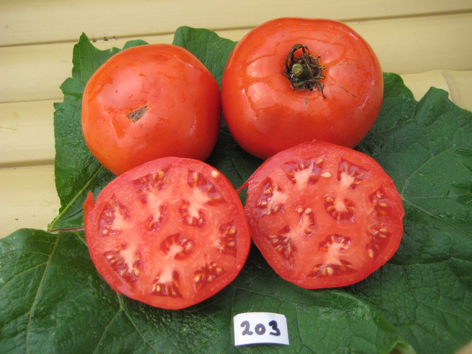 Bonny Best Tomato - Organic - Greta's Family Gardens