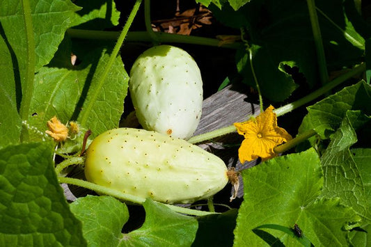 Boothby's Blonde Cucumber - Organic - Greta's Family Gardens