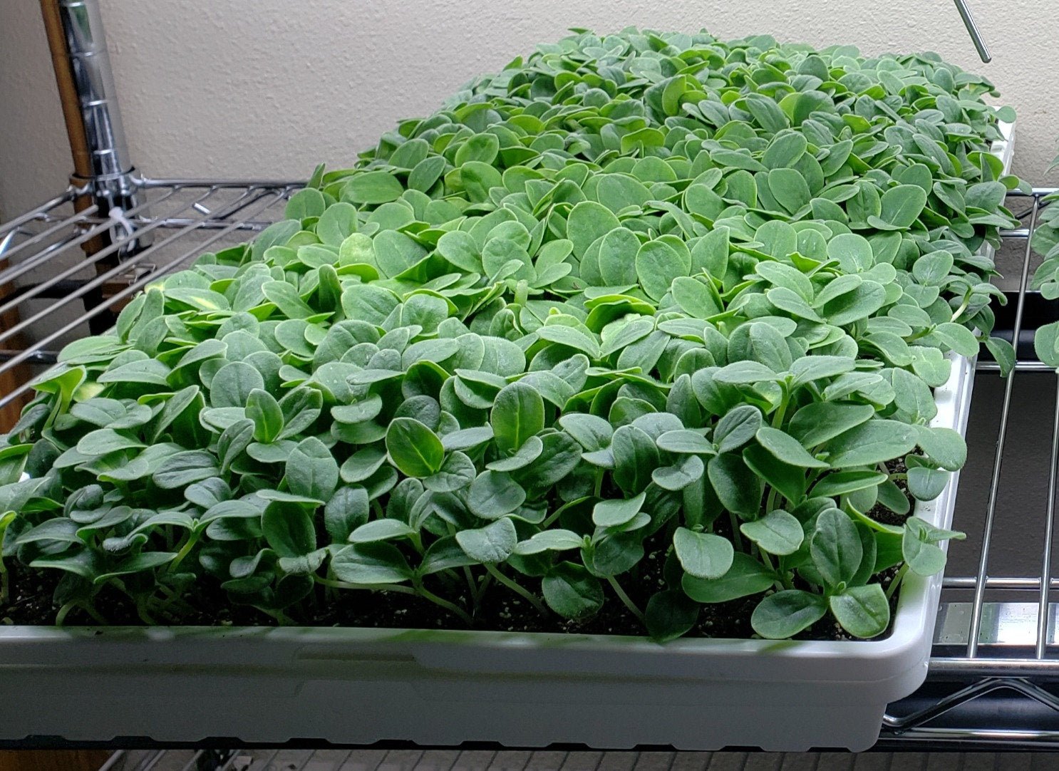 Borage Microgreens - Greta's Family Gardens