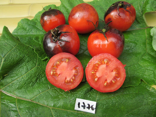 Bosque Blue Tomato - Organic - Greta's Family Gardens