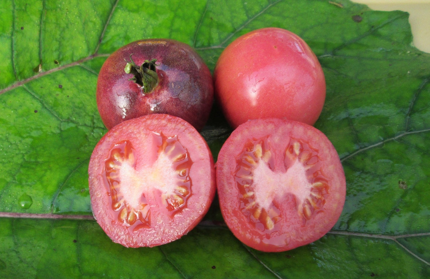 Bosque Plum Tomato - Organic - Greta's Family Gardens