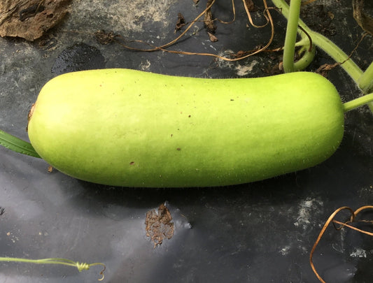 Bottle Gourd - Dhol - Organic - Greta's Family Gardens