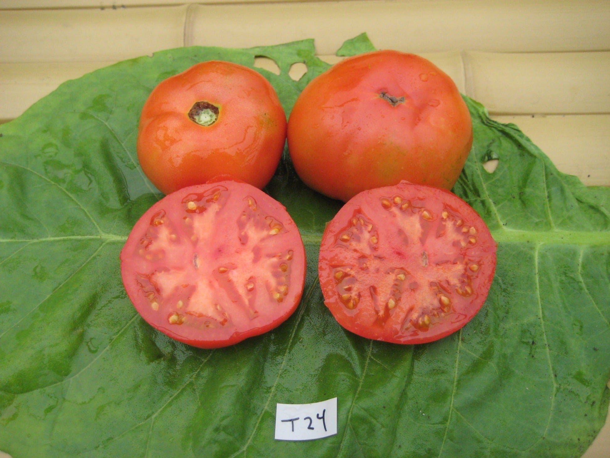 Box Car Willie Tomato - Organic - Greta's Family Gardens