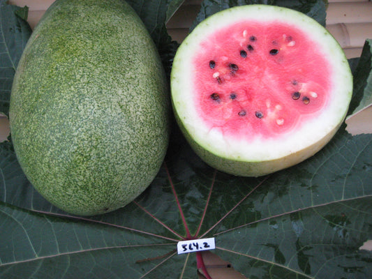 Bozeman Watermelon - Organic - Greta's Family Gardens