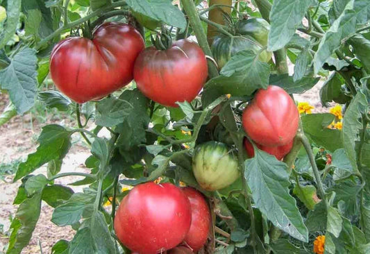 Brad's Black Heart Tomato - Organic - Greta's Family Gardens