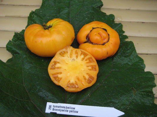 Brandywine Yellow Tomato - Greta's Family Gardens