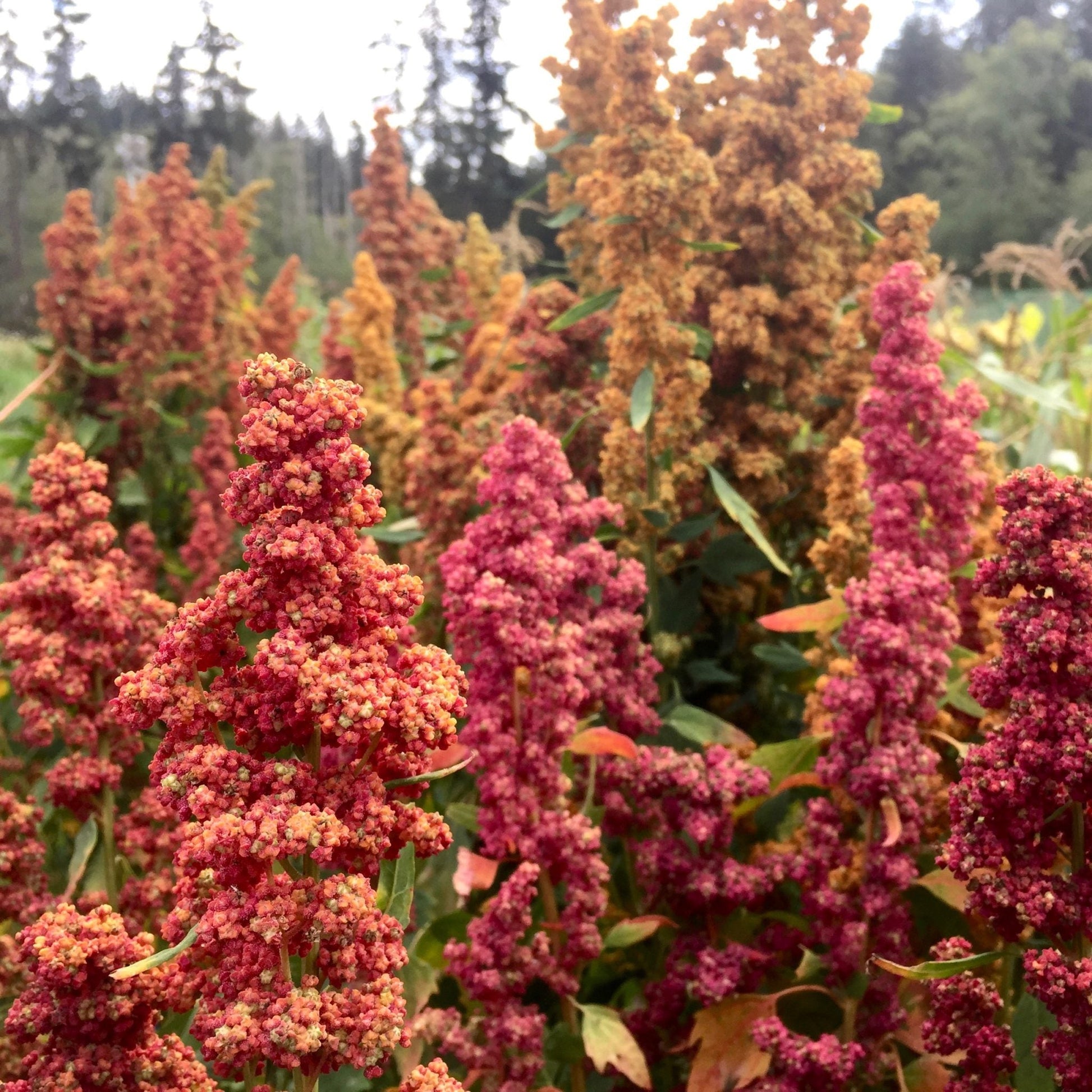 Brightest Brilliant Quinoa - Organic - Greta's Family Gardens