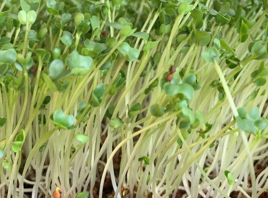 Broccoli Microgreens - Organic - Greta's Family Gardens