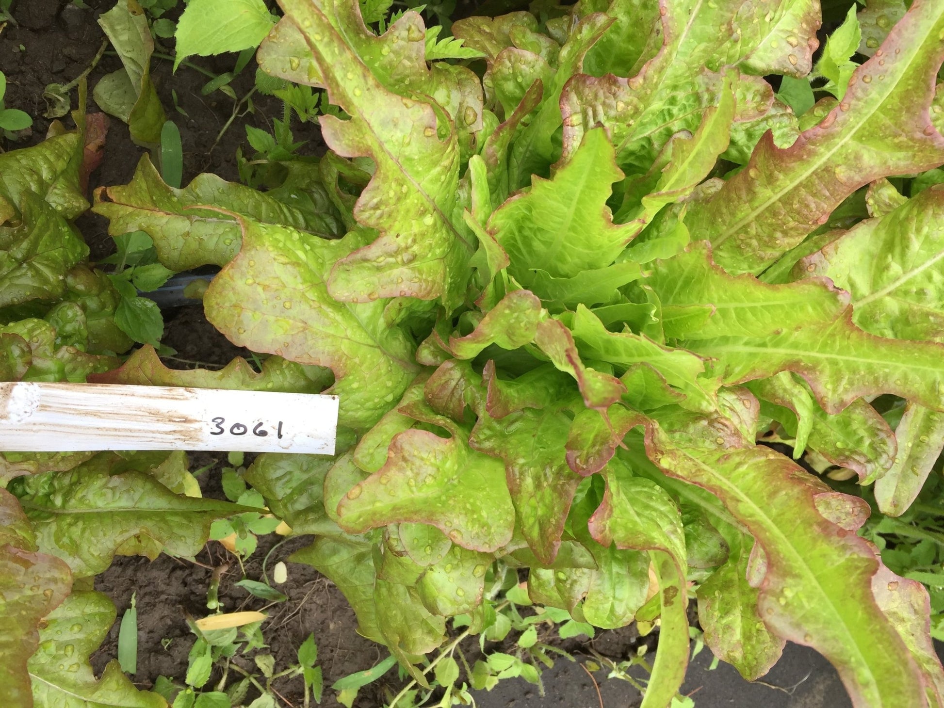 Bronze Arrowhead lettuce - Greta's Family Gardens