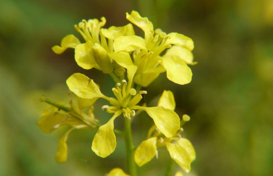 Brown Mustard - Organic - Greta's Family Gardens