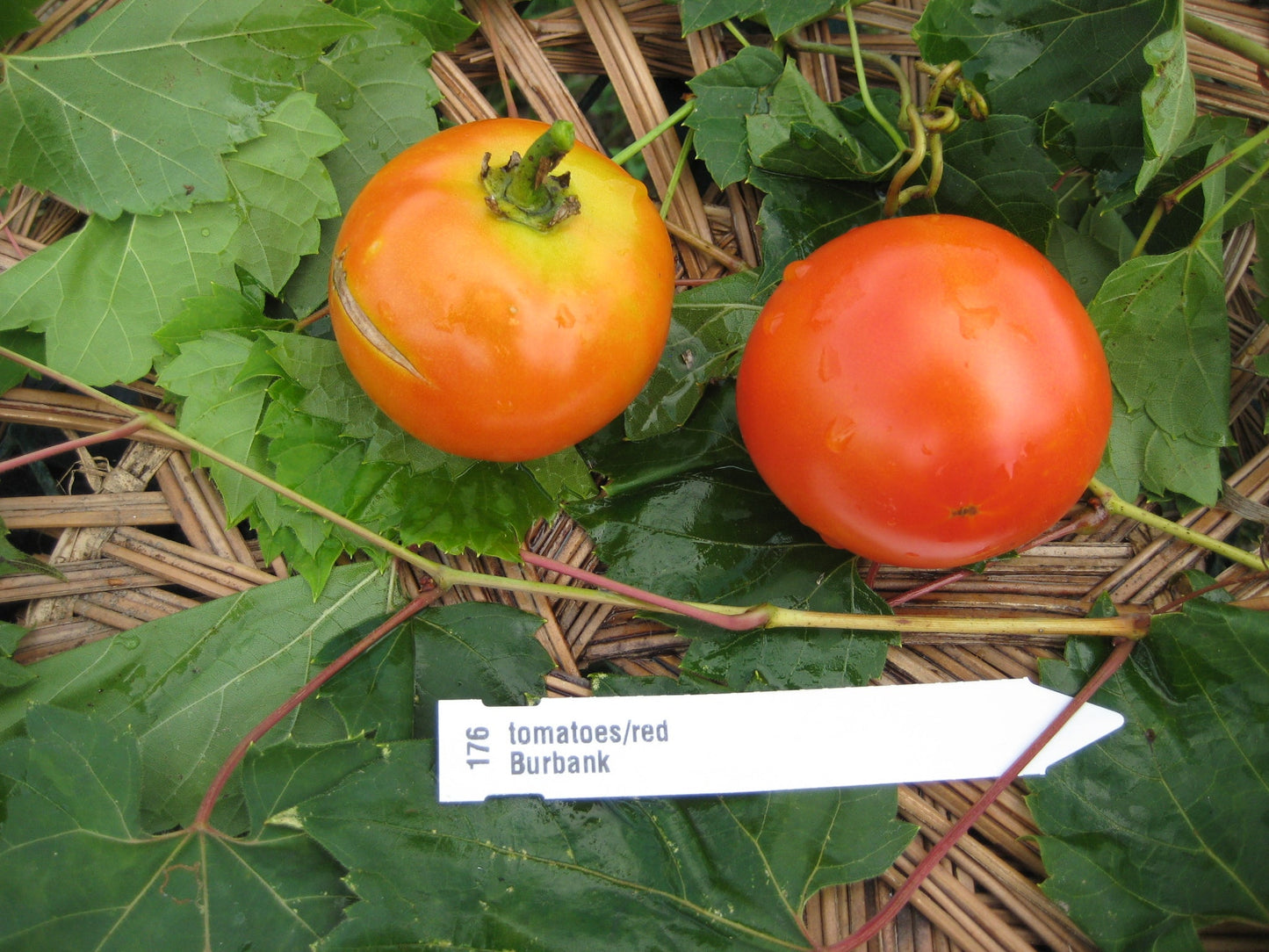 Burbank Tomato - Organic - Greta's Family Gardens