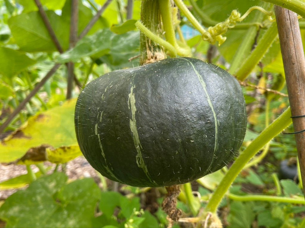 Burgess Buttercup Squash - Organic - Greta's Family Gardens