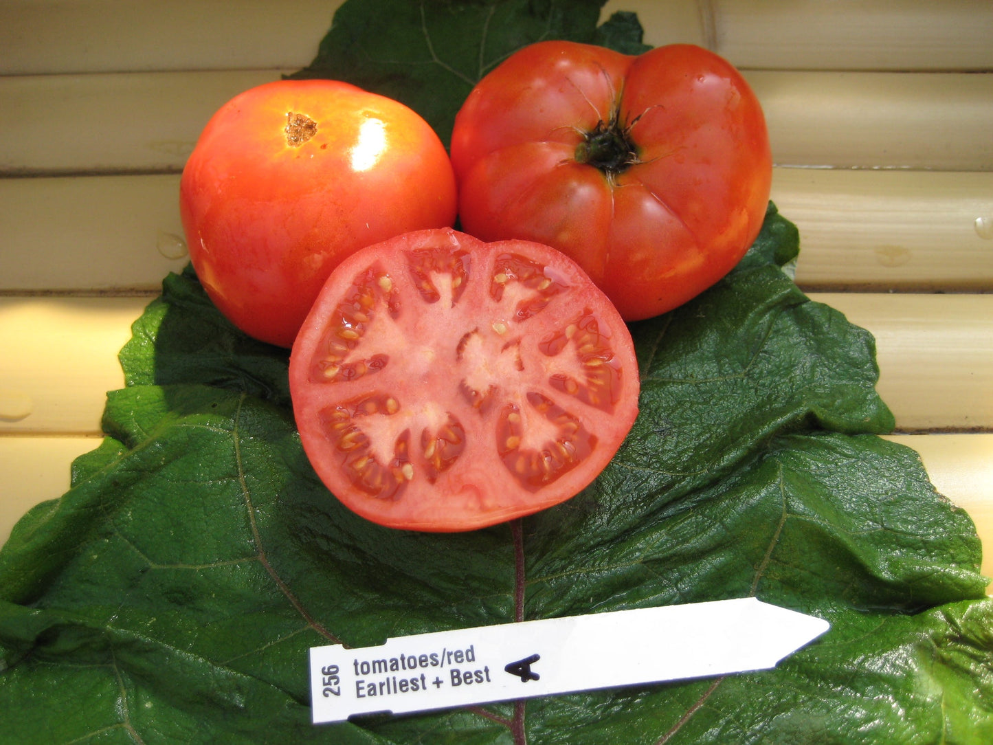 Burgess' Earliest and Best Tomato - Organic - Greta's Family Gardens