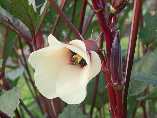 Burgundy Okra - Greta's Family Gardens