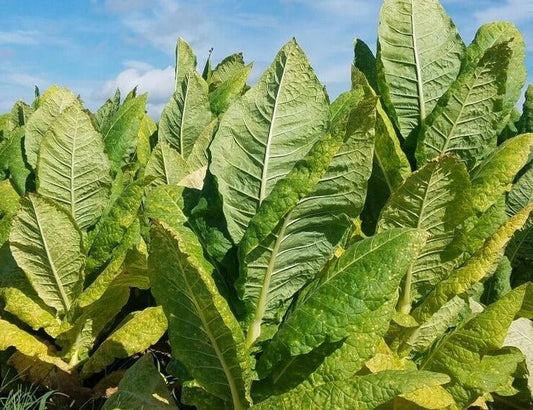 Burley Tobacco - Greta's Family Gardens