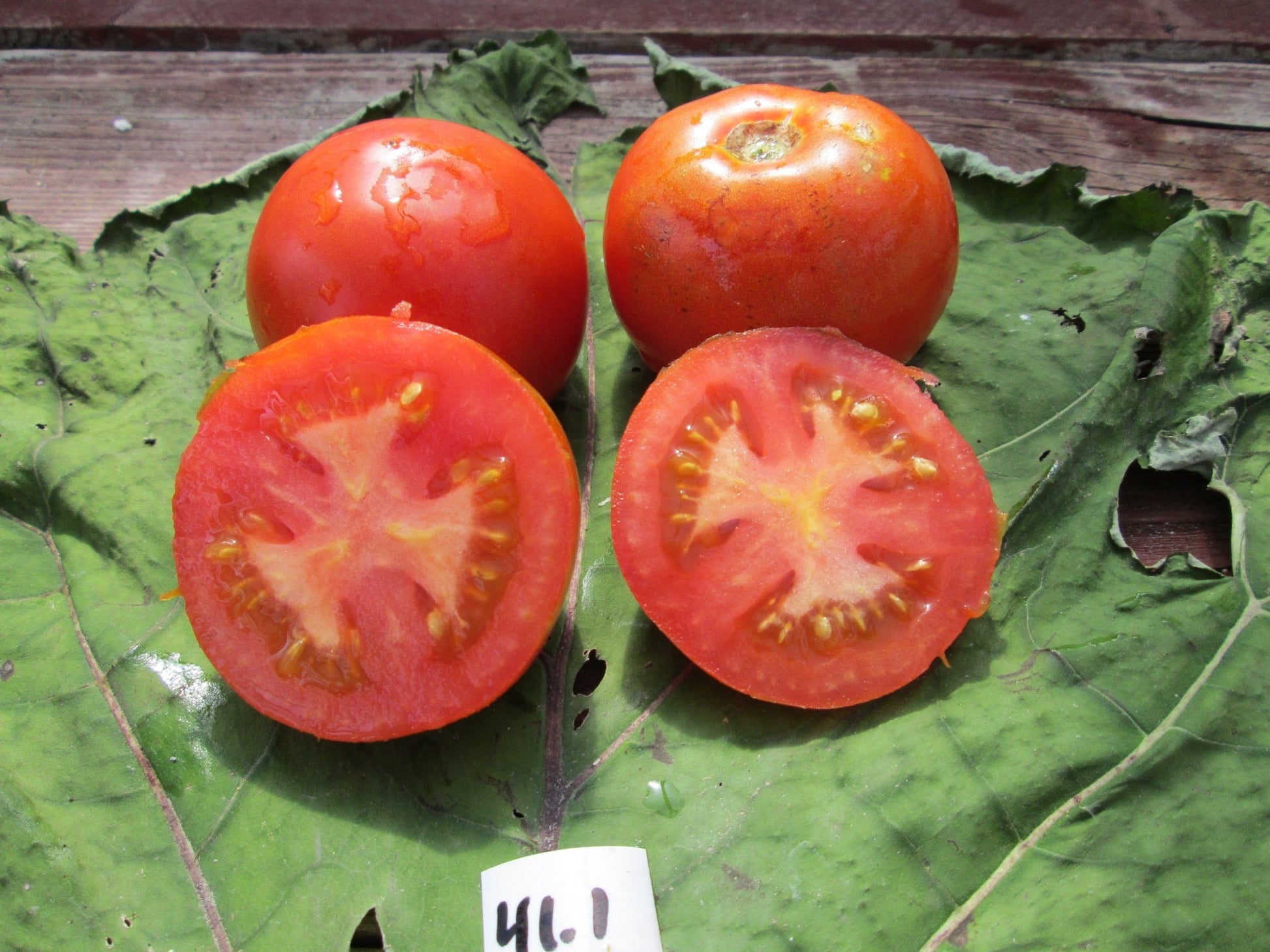 Burnley Bounty Tomato - Organic - Greta's Family Gardens