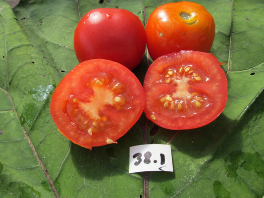 Burwood Prize Tomato - Organic - Greta's Family Gardens