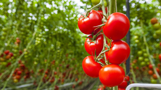 Bush Beefsteak Tomato - Greta's Family Gardens