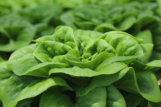 Buttercrunch Lettuce - Greta's Family Gardens