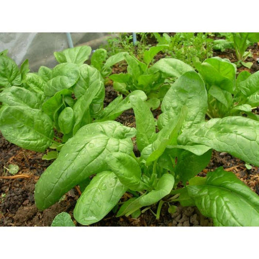 Butterflay spinach - Organic - Greta's Family Gardens