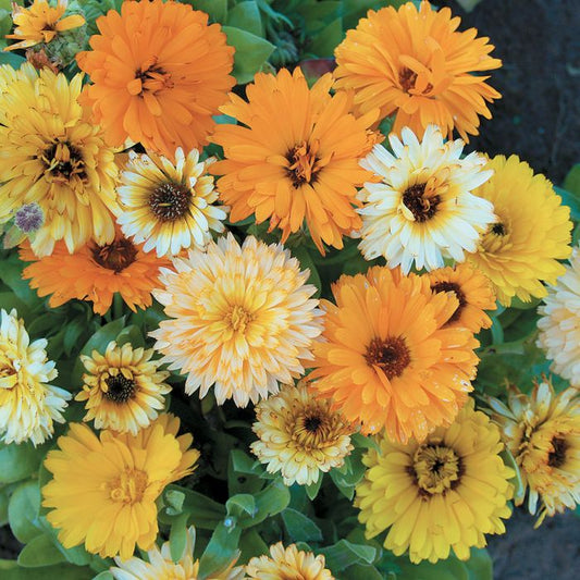 Calendula Mix - Greta's Family Gardens