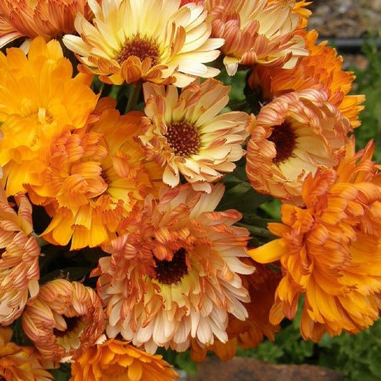 Calendula Mix - Greta's Family Gardens