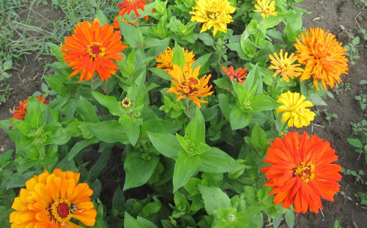 Calendula - Organic - Greta's Family Gardens