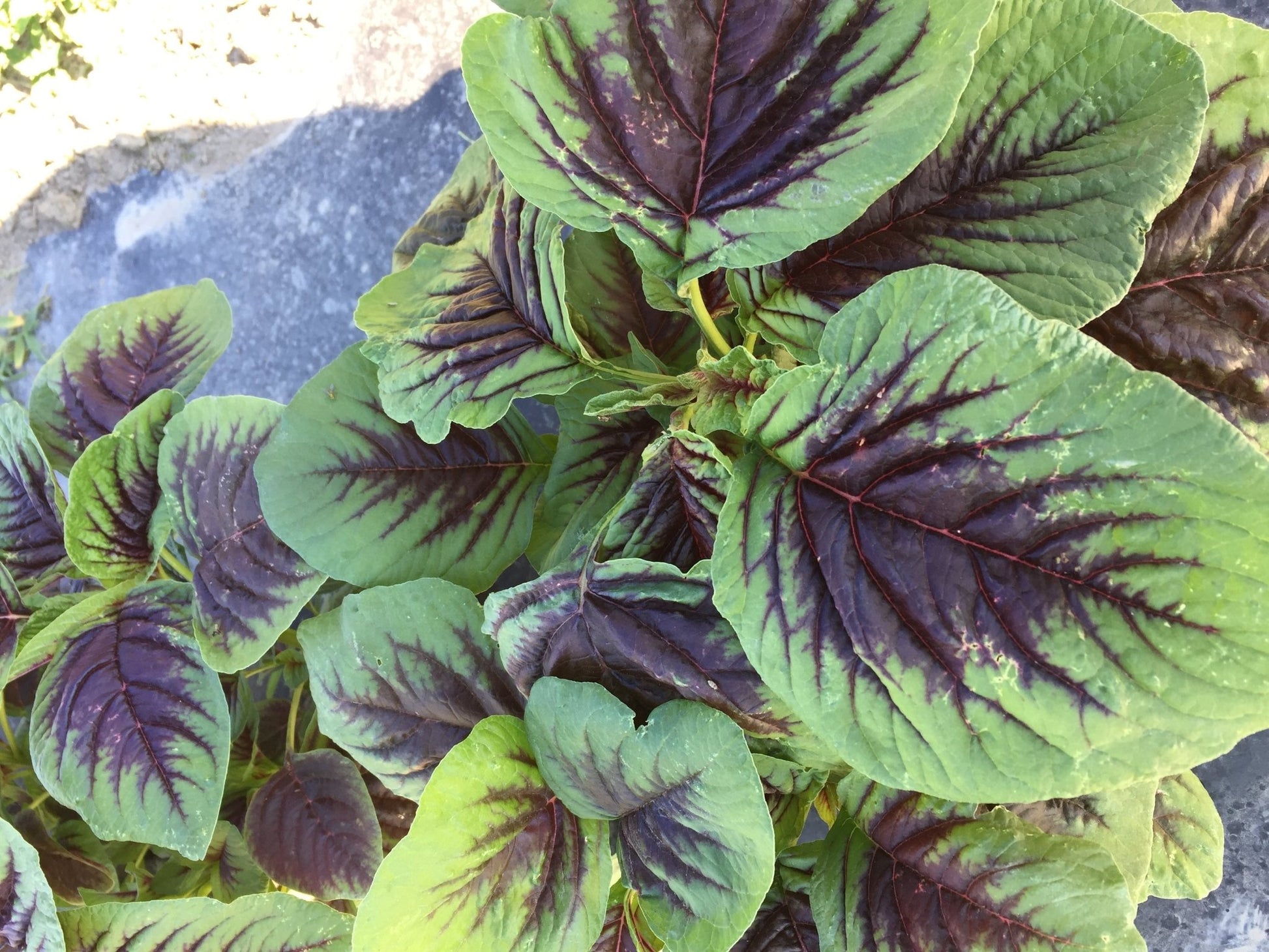 Callaloo Red Amaranth - Organic - Greta's Family Gardens