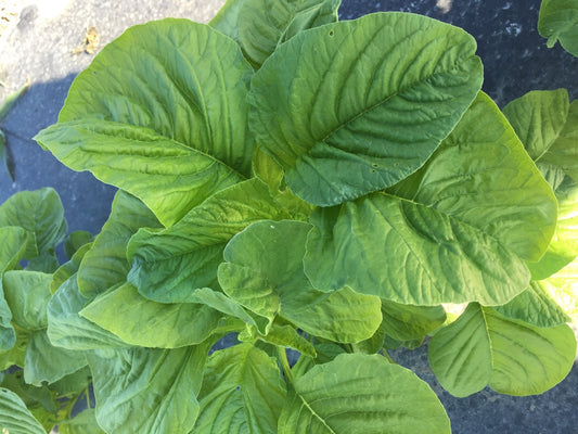 Callaloo Tenderleaf Amaranth - Organic - Greta's Family Gardens