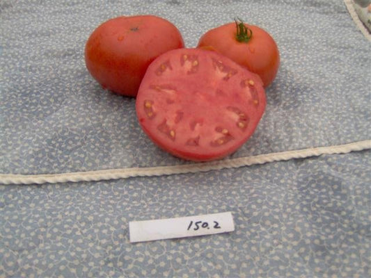 Campbell Tomato - Organic - Greta's Family Gardens