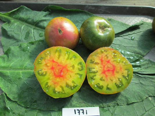 Captain Lucky Tomato - Greta's Family Gardens