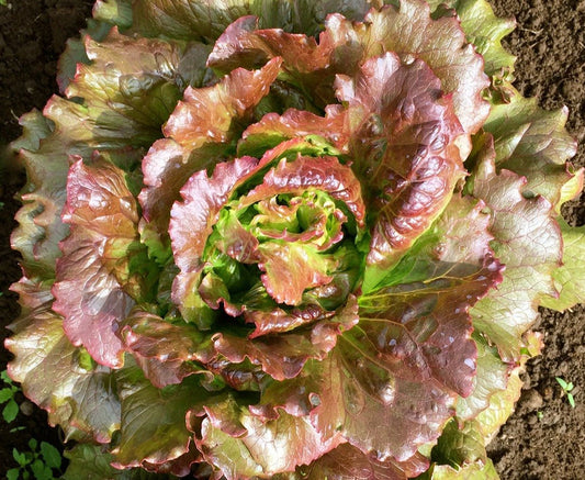 Cardinale Lettuce - Organic - Greta's Family Gardens