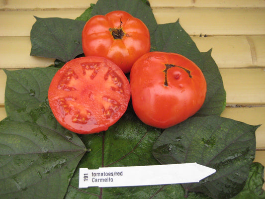 Carmello Tomato - Organic - Greta's Family Gardens