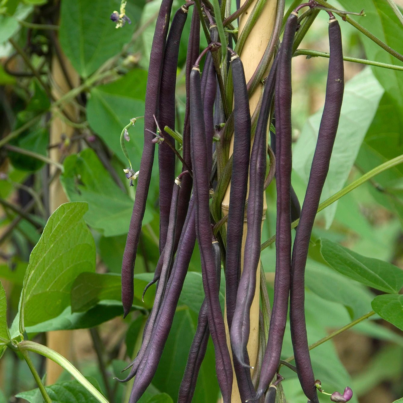 Carminat Pole Beans - Greta's Family Gardens