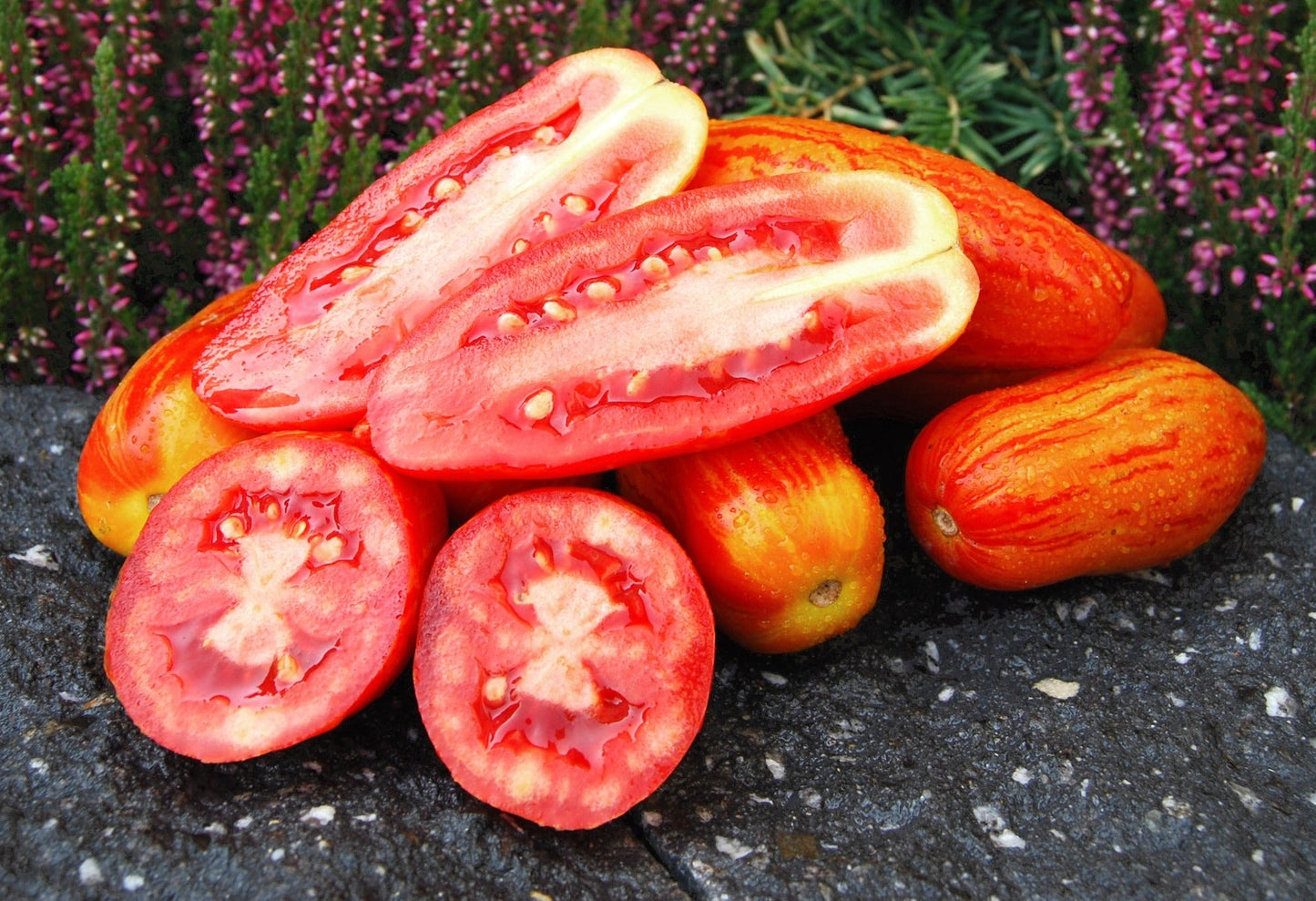 Casady's Folly Tomato - Organic - Greta's Family Gardens