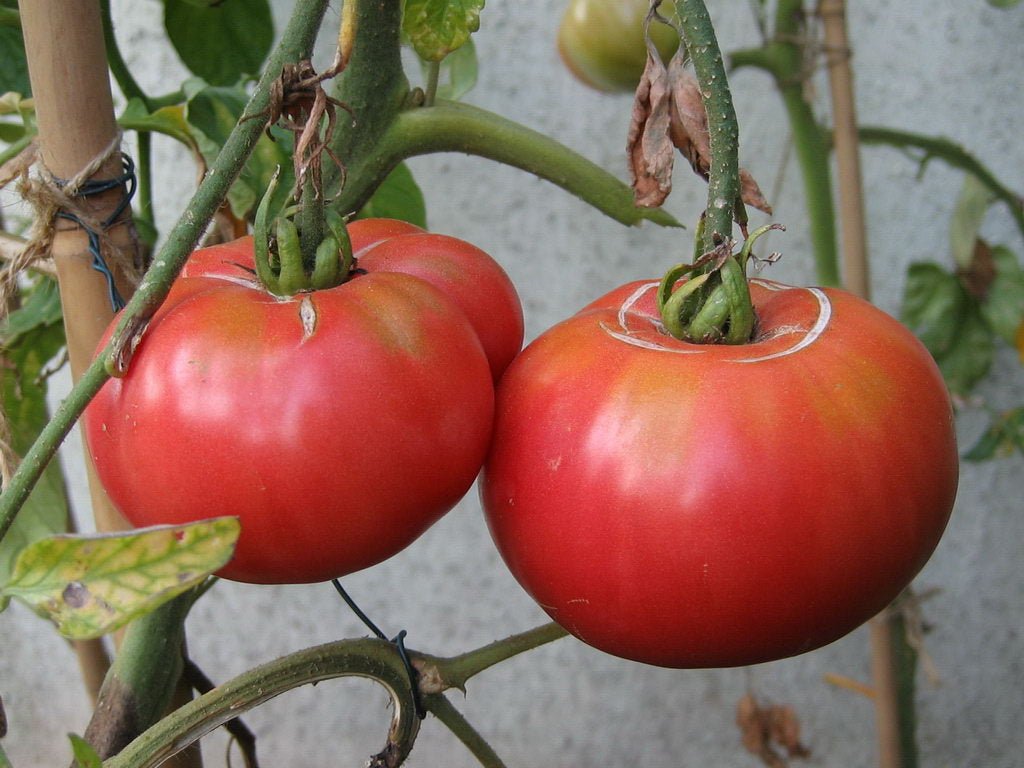 Caspian Pink Tomato - Organic - Greta's Family Gardens