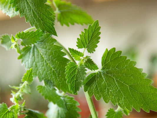 Catnip - Organic - Greta's Family Gardens