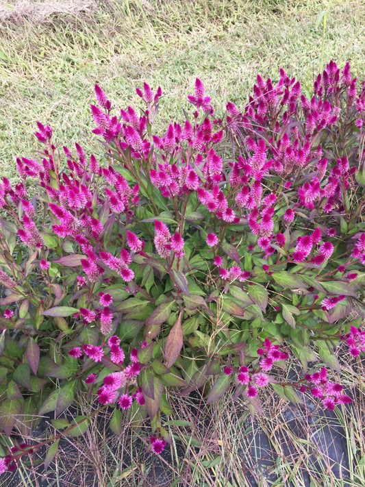 Celosia Ruby Parfait - Organic - Greta's Family Gardens