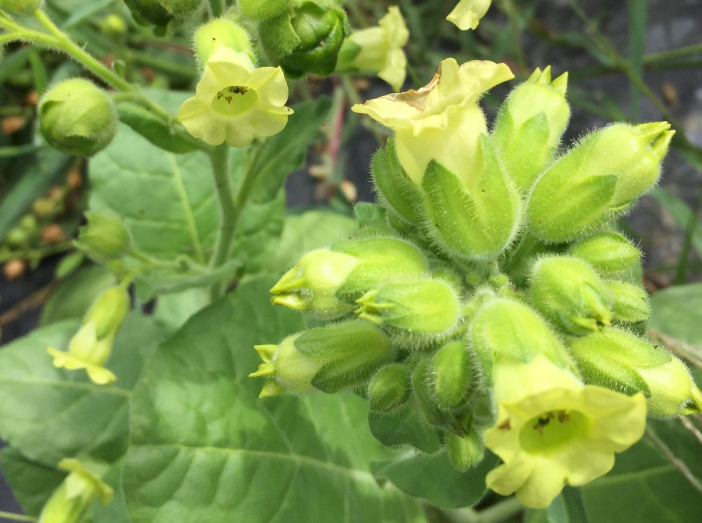 Ceremonial Mayan Tobacco - Greta's Family Gardens