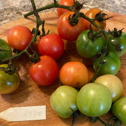 Chadwick Tomato - Greta's Family Gardens