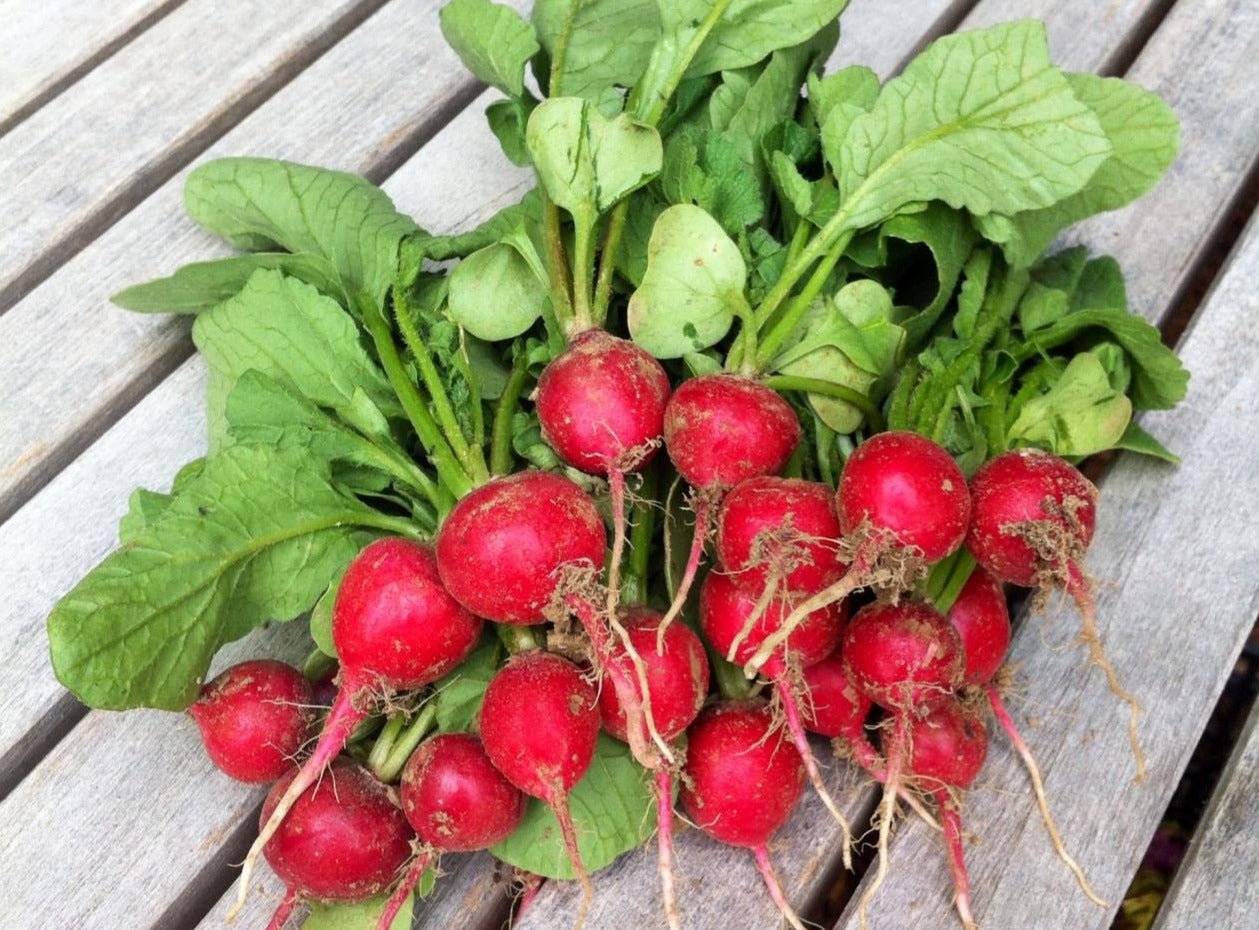 Cherry Belle Radish - Organic - Greta's Family Gardens