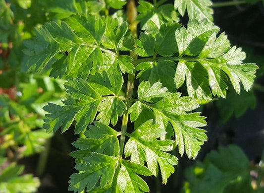 Chervil - Greta's Family Gardens