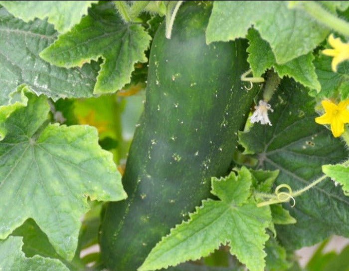 Chicago Pickling Cucumber - Greta's Family Gardens